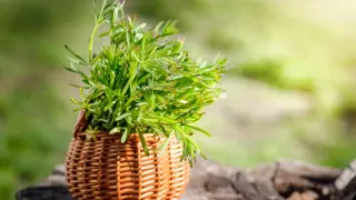 Cleavers