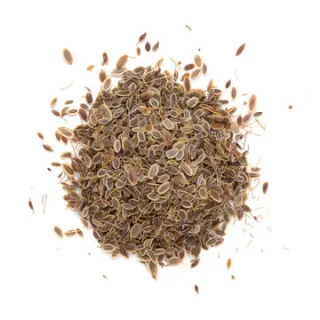 Muster Dill Seeds