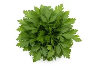 Parsley Leaves