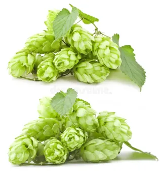 Hops Flower