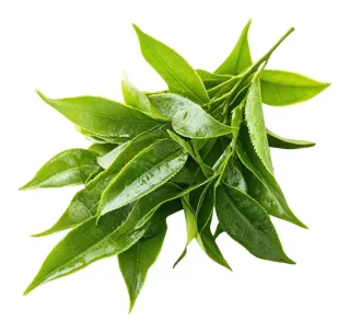 Green Tea Leaf (uncut)