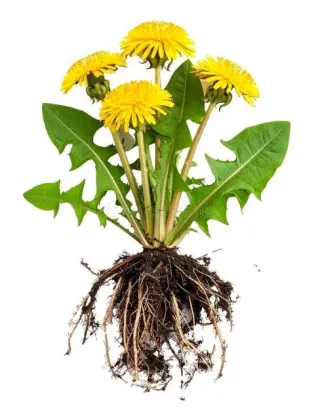 Dandelion Root