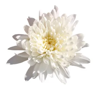 Chrysanthemums flower
